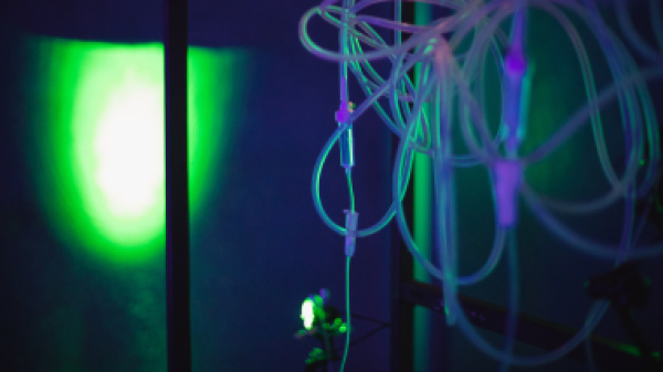 LA SEGONA PELL DISTANT