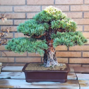 34a Exposició Bonsai Natura