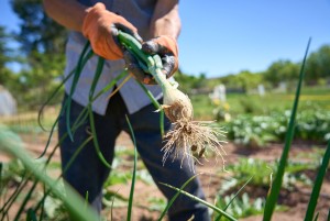 Visita a l’hort de la Culla i tast de tomàquets