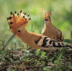 LA FAUNA DEL CARDENER