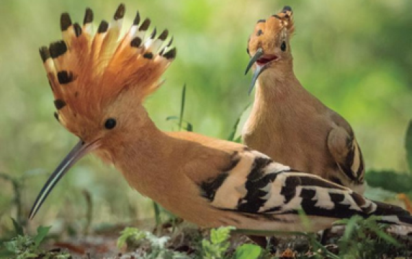 LA FAUNA DEL CARDENER