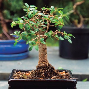BONSAI NATURA