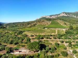 Presentació de Vincloop, l’aliança estratègica de les cooperatives agràries del Priorat 