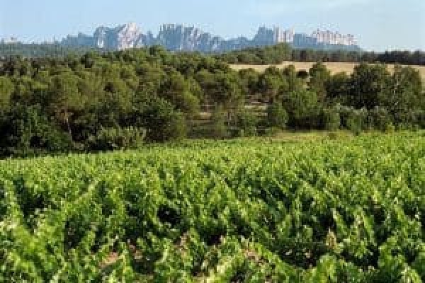 DO Pla de Bages