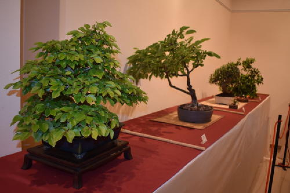 El Casino acull aquest cap de setmana la 35a exposició de Bonsai Natura que enguany comptarà amb una demostració de cal·ligrafia japonesa