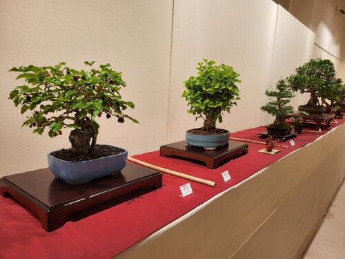 El Casino s'omplirà aquest cap de setmana de natura amb la 36a exposició i la 12a fira del bonsai de Manresa