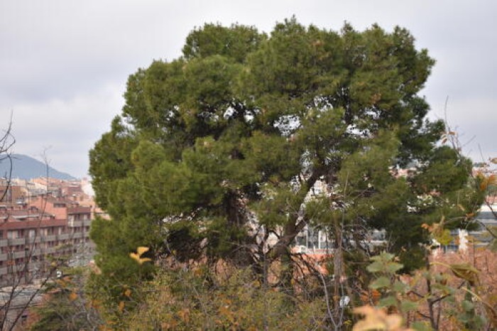 Imatge de la notícia