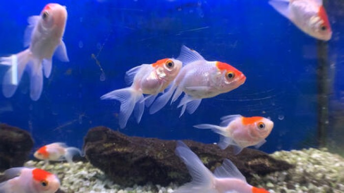 Visuals arriba a la 17a edició amb l'estrena dels curtmetratges 'Tant és que sigui dilluns' i 'Somiatruites'