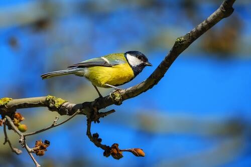 El Casino acollirà a partir del 24 d'abril 'La fauna del Cardener', una mostra sobre la riquesa biològica del riu a Manresa