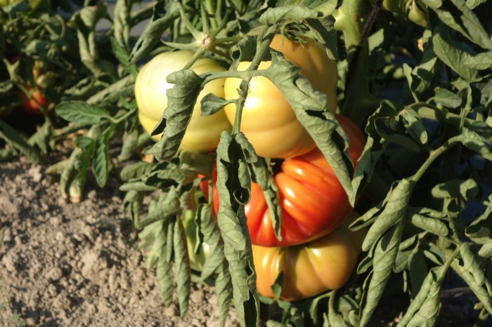 Imatge de la notícia